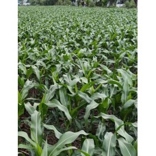 Bibit Jagung Reog234 - Medan